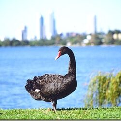 Black Swan Love Triangle Results In Babies