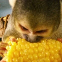 My Son Eating Corn