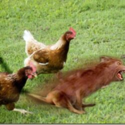 Ass Dragging Werewolf Leads Pack of Chickens
