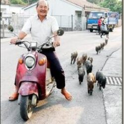 12 Baby Boars Follow Owner for 13 Mile Ride